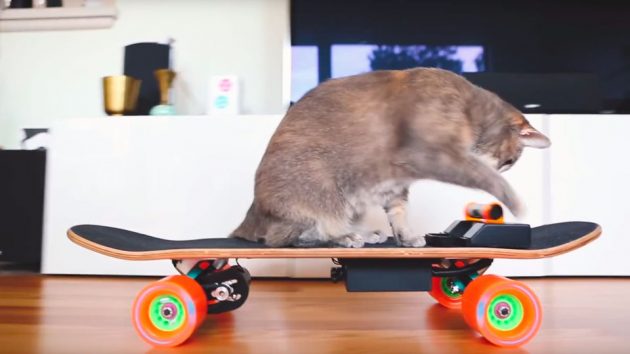 DIY an Electric Skateboard...For Your Cat! - Open Electronics - Open ...